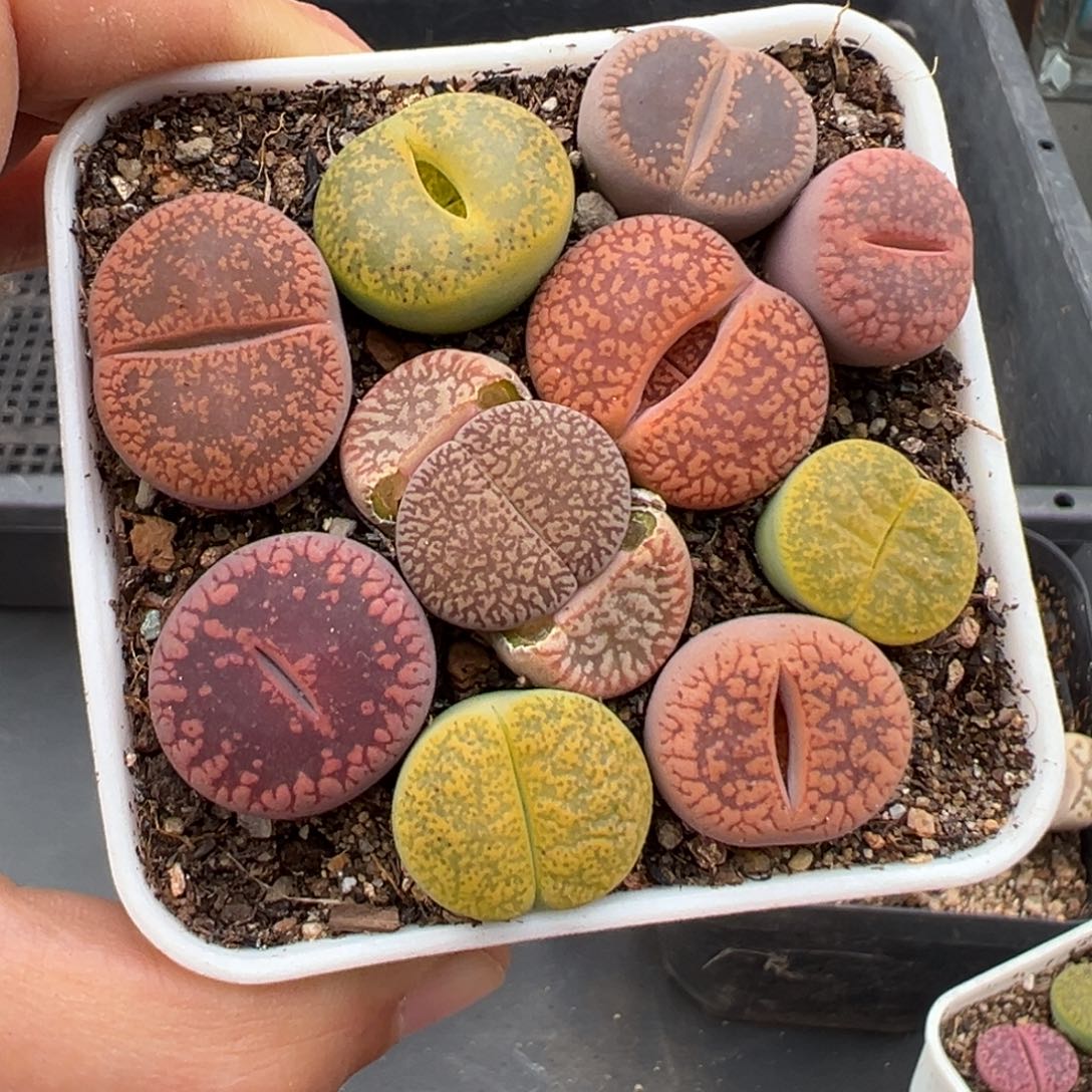 1.18好看的多肉578