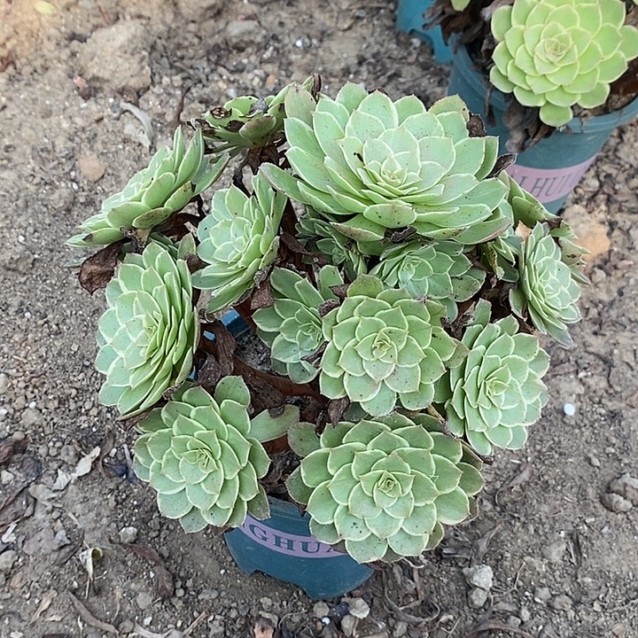 莲花座多肉植物015