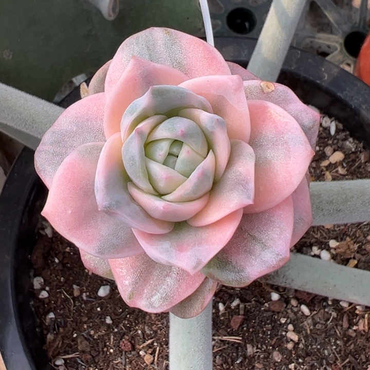 ****忧彩色可爱玫瑰锦一物一拍