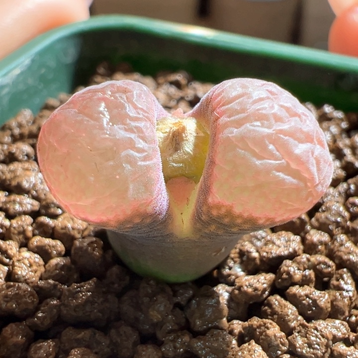 572。匈牙利1799.9。home风铃。 