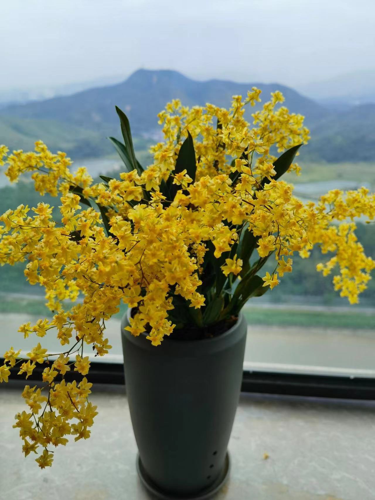 文心兰 梦香兰 3.5寸 《不确定颜色》原杯原土 带花箭发货  