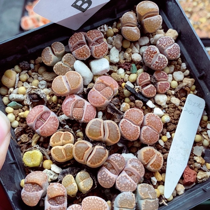 你们都是我的朋友们都220