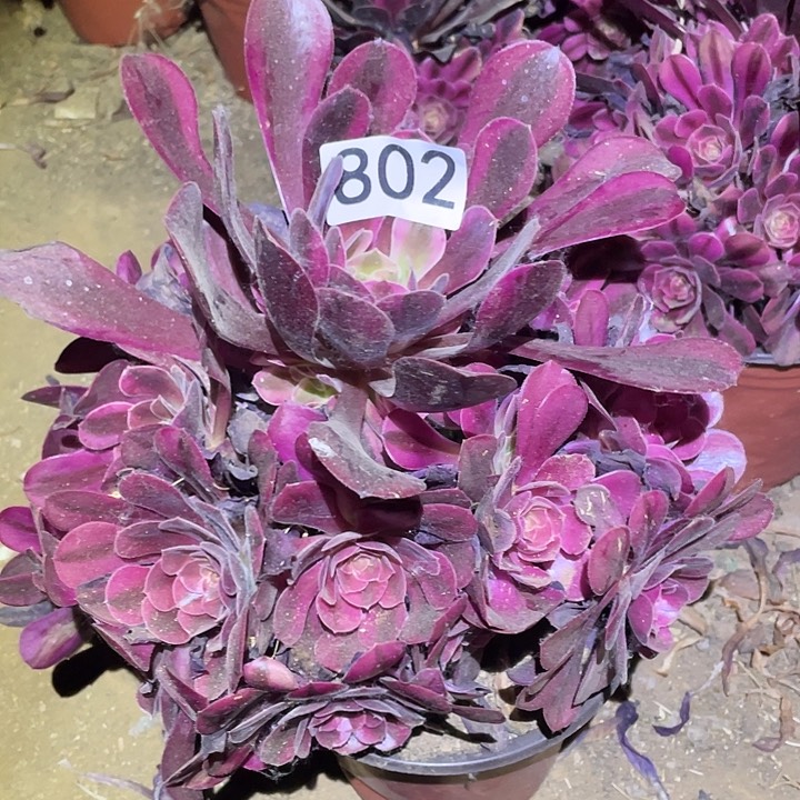 多肉植物法师802美杜莎