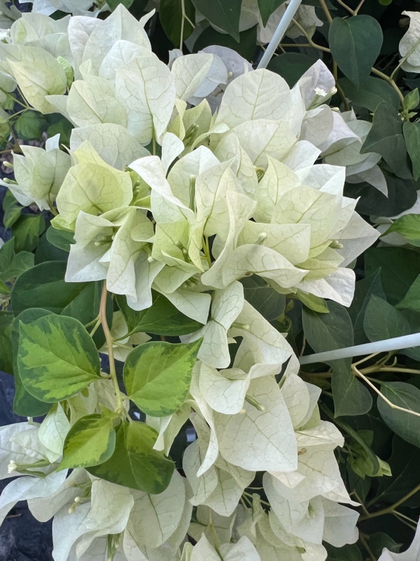 【暗斑青苹果】三角梅四季勤花适合阳台庭院好养花卉