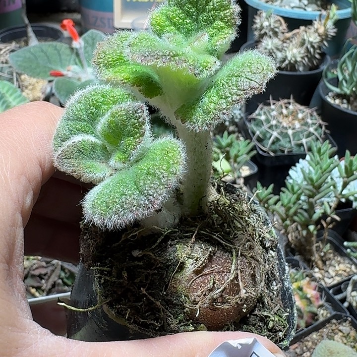 785断崖王子带盆发货实生