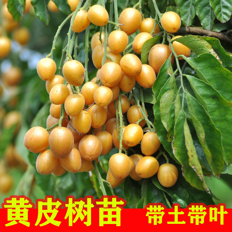 正宗香蜜黑金刚黄皮果树苗带土带叶发货嫁接大鸡心黄皮苗盆栽果苗