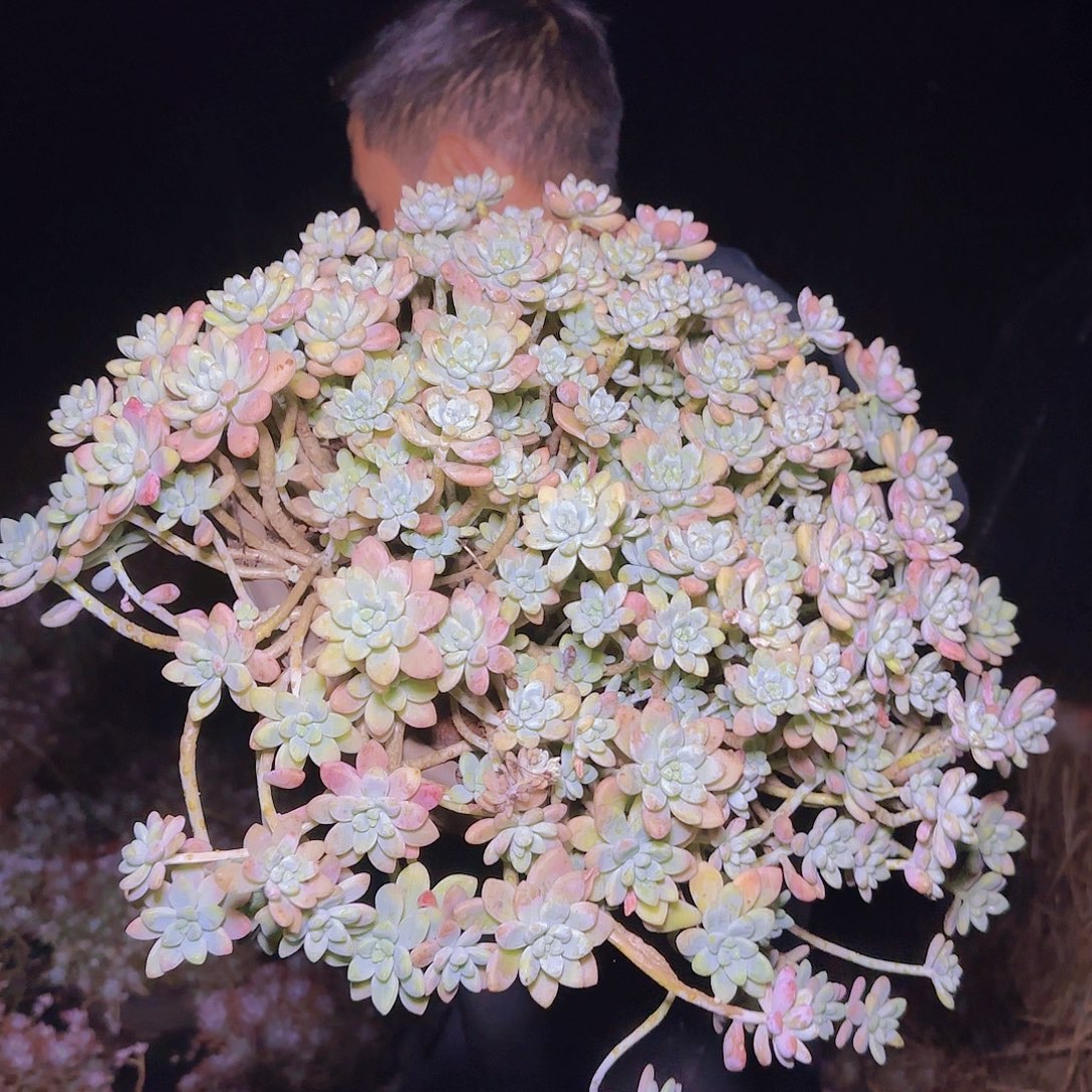 一物一拍奶洛蛋糕多肉