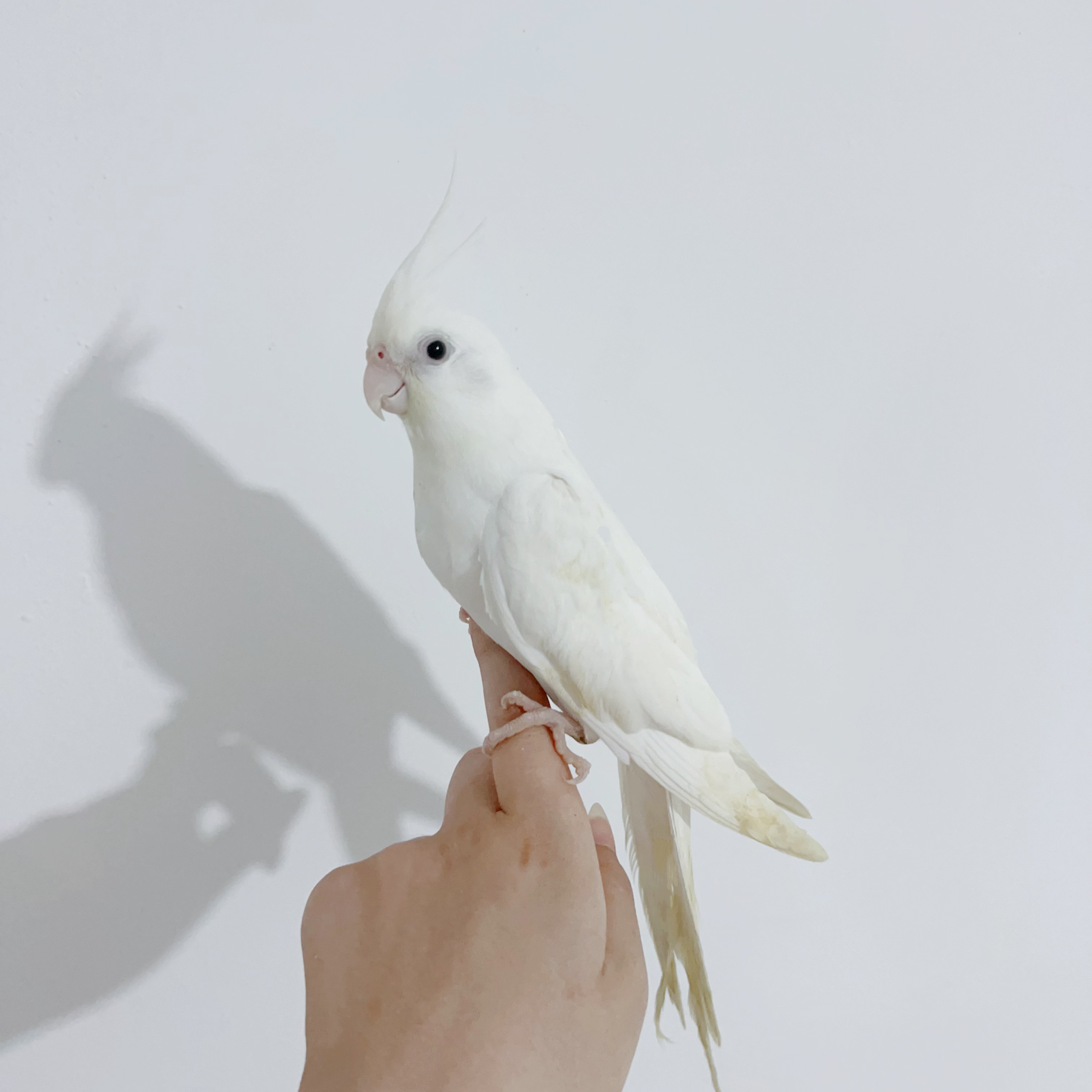 断奶手养玄凤鹦鹉活体亲人可爱宠物鸟鹦鹉活宠家养