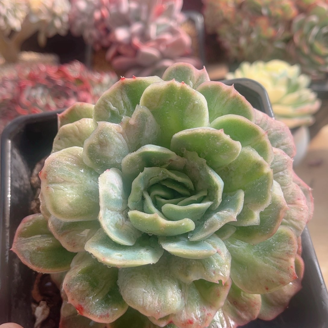 204泡泡纱裙德华多肉