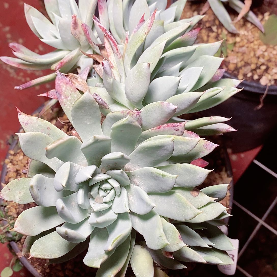 【闪购商品】哈哈哈哈雪山多肉1609