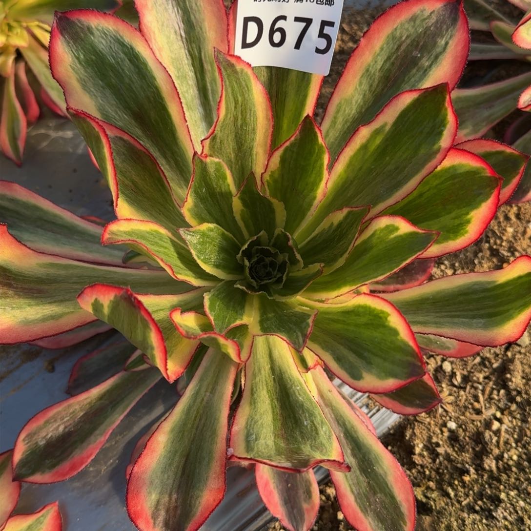 675魅影多肉植物