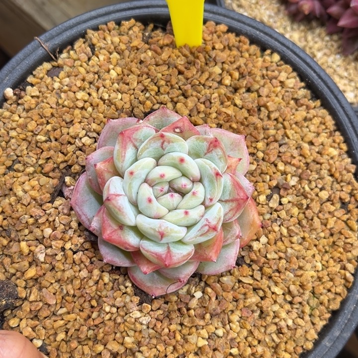 88长相思 夏鸣园艺