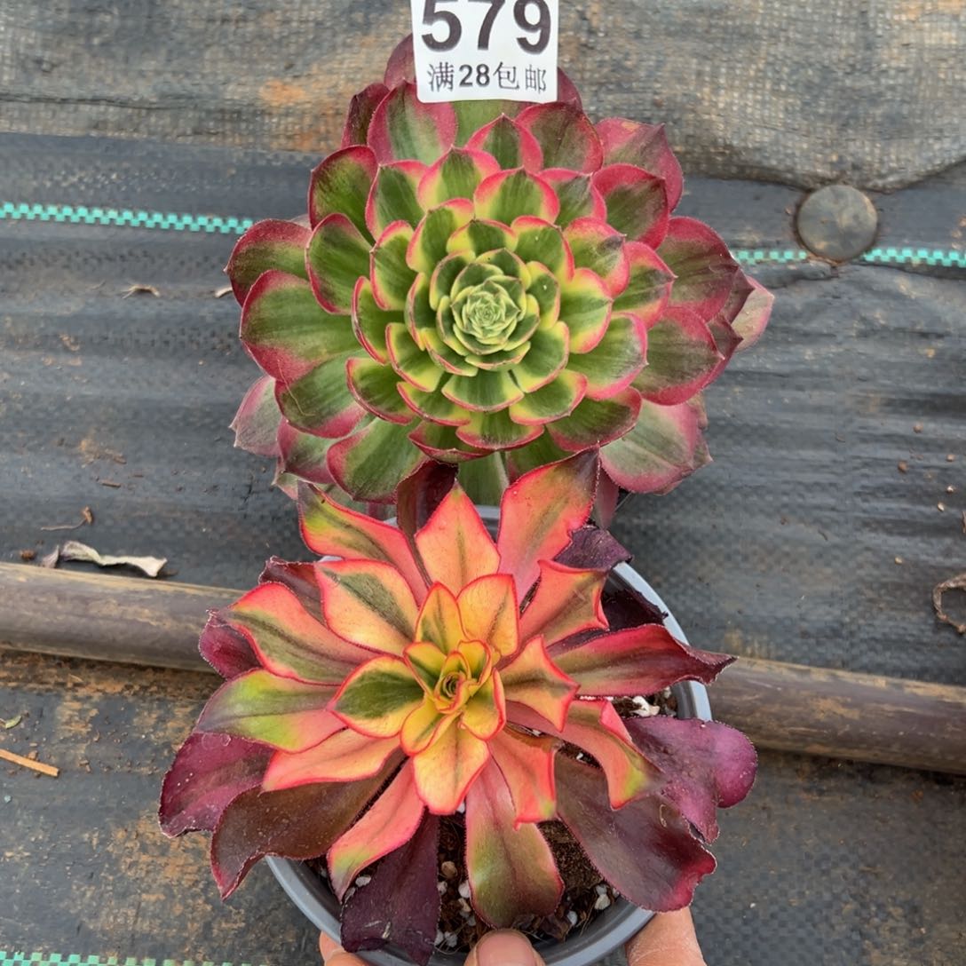多肉植物579两颗