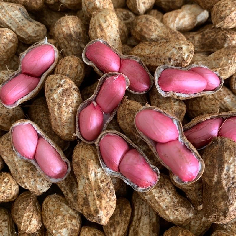河南新鲜红皮花生带泥带壳红皮湿花生纯手工挑选现挖现发农家自种