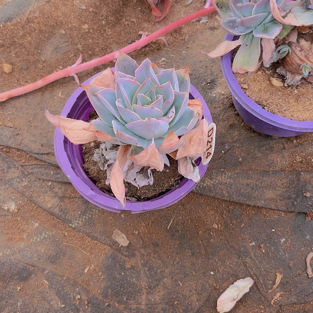 走*.D214蓝光一物一拍