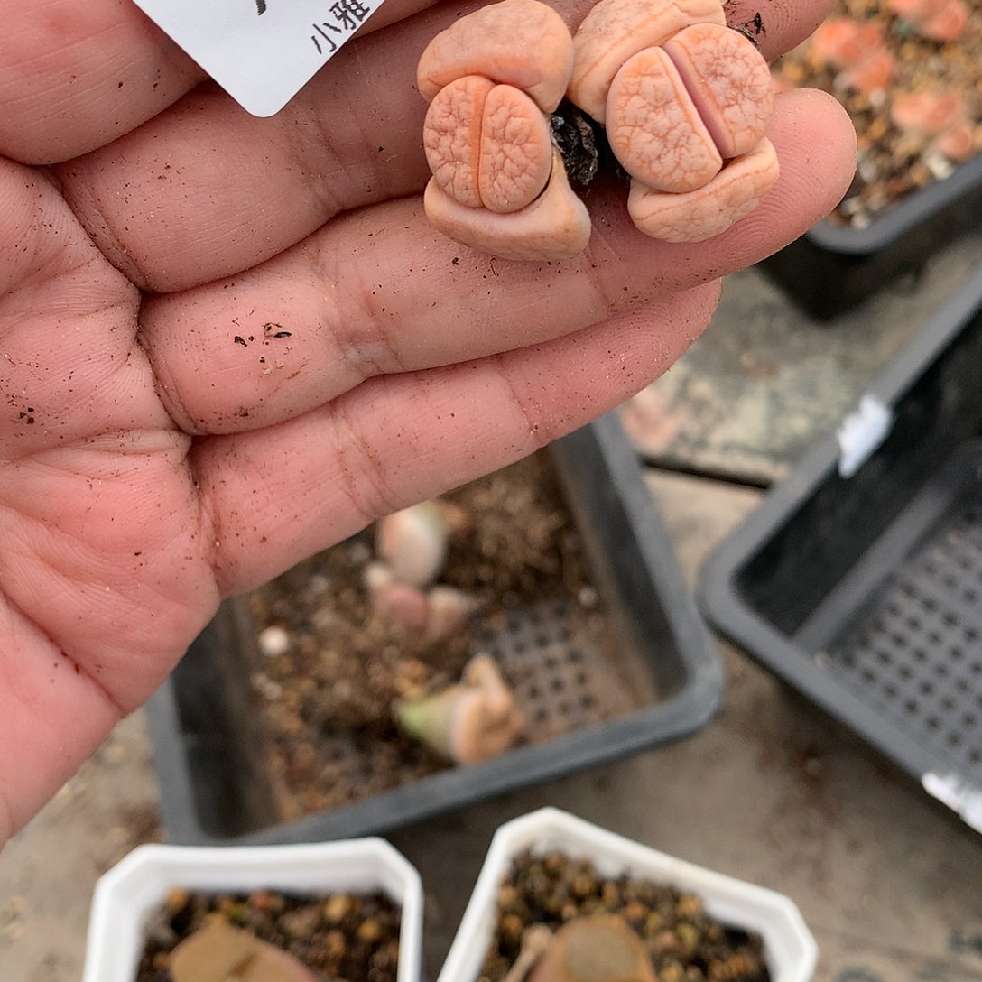 X200多肉植物保护
