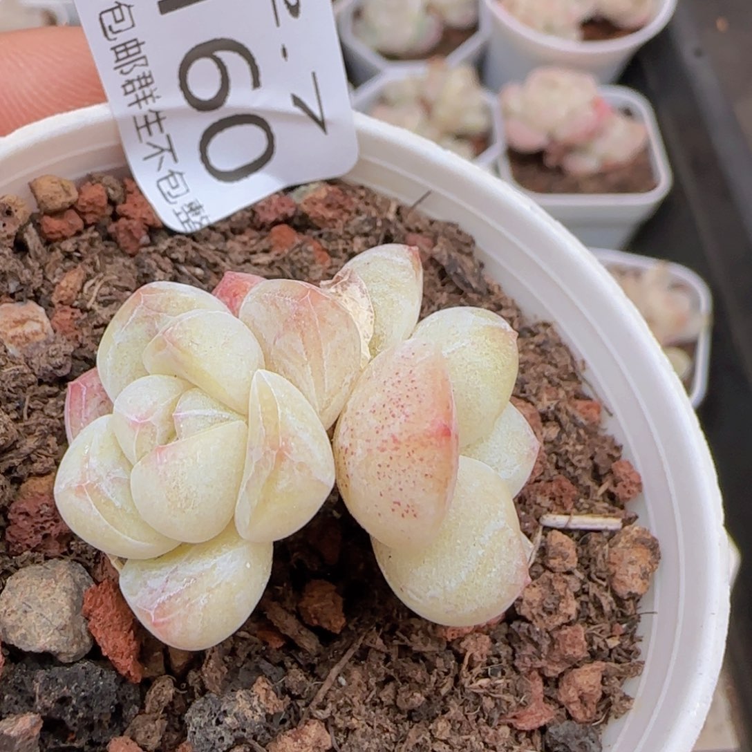 白体双头冰玉一颗脱土