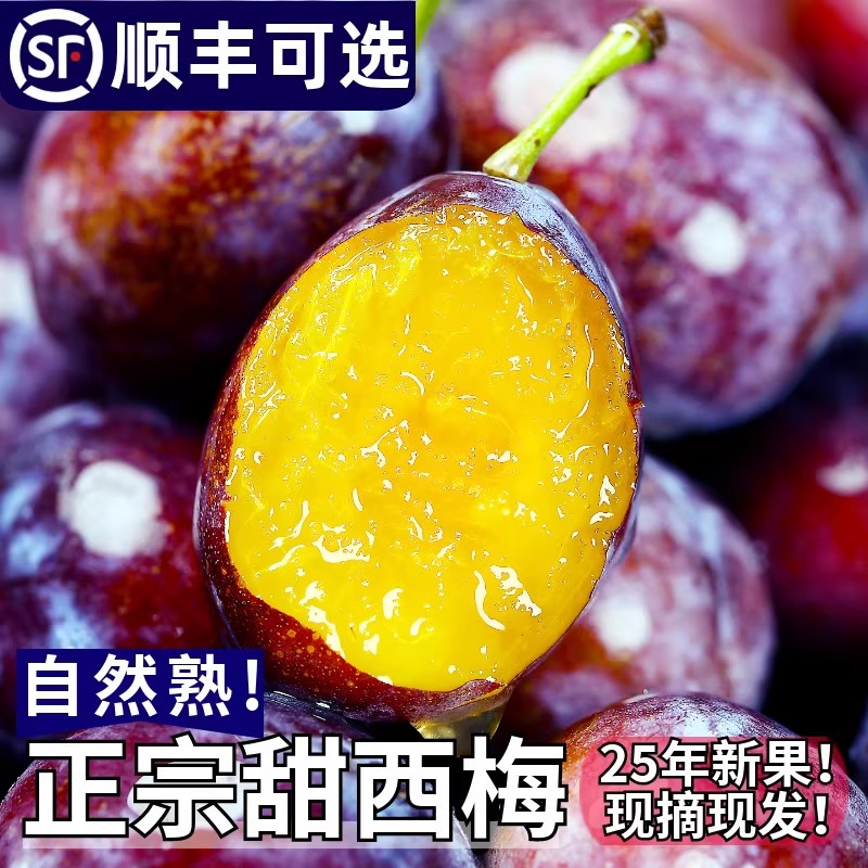 [顺丰包邮】新鲜西梅应季现摘西梅酸甜可口皮薄肉厚正宗产地水果
