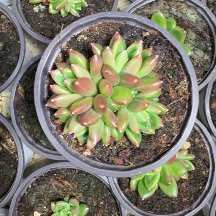 柏拉图 4头 一物一拍