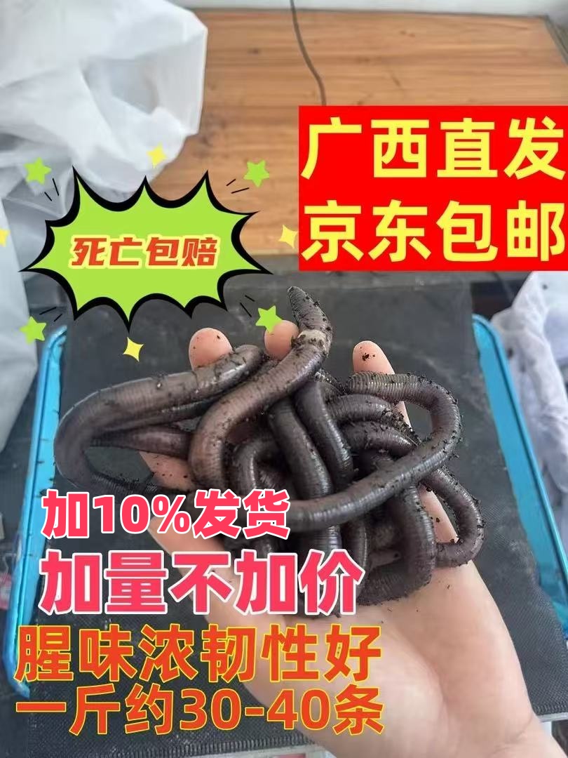 广西中大号黑蚯蚓广地龙腥味足活力强可钓多种鱼