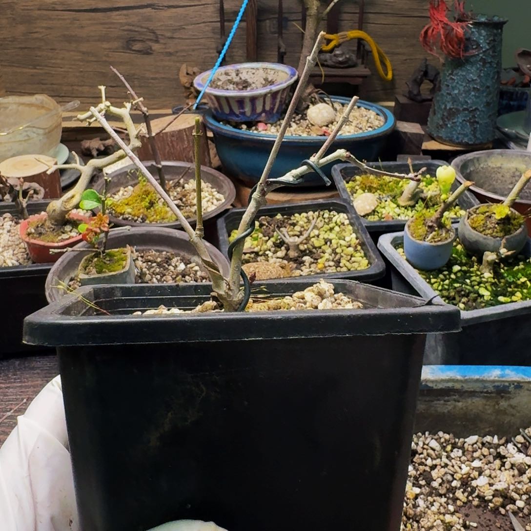 日本原生枫树扦插苗