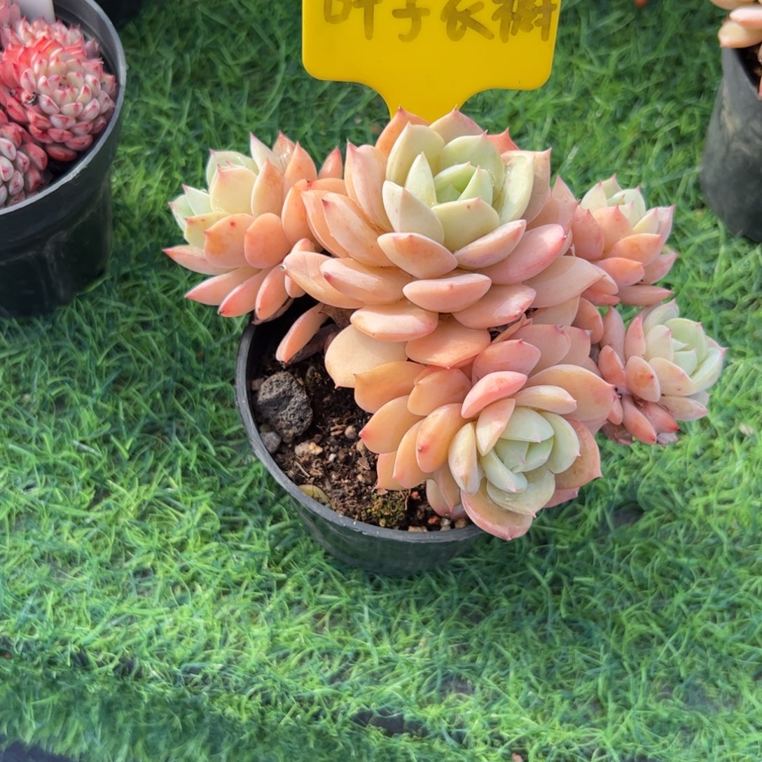 恋曲小老桩多肉植物