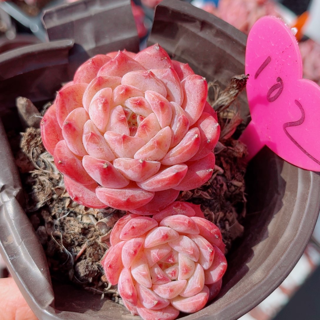 102号小老桩糖钻双头