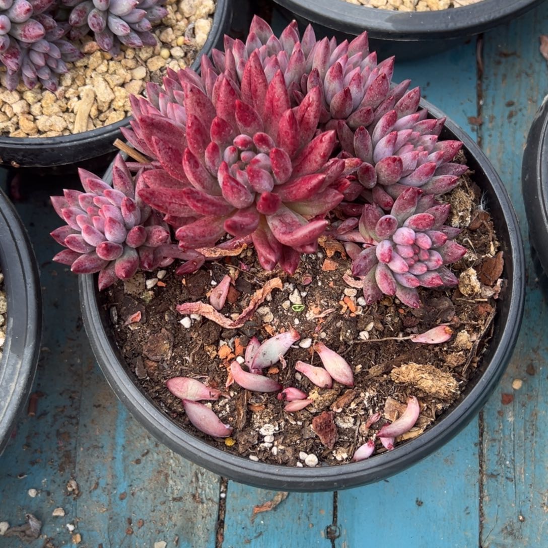 精品多肉流鲨鱼美人