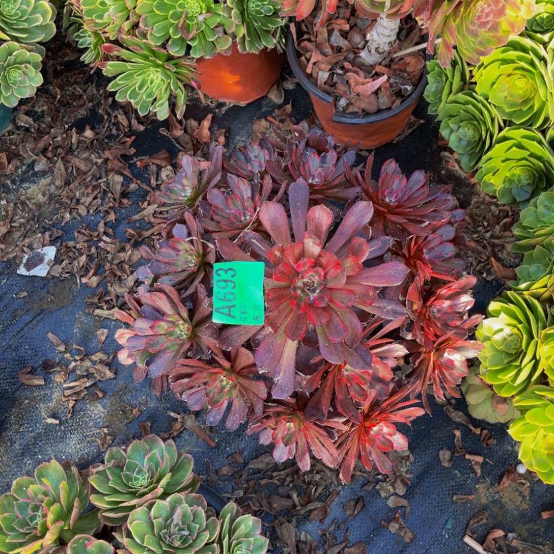 女儿红法师朵朵1/10