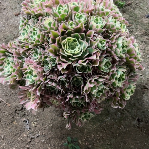 太***了多肉植物雨花石锦。
