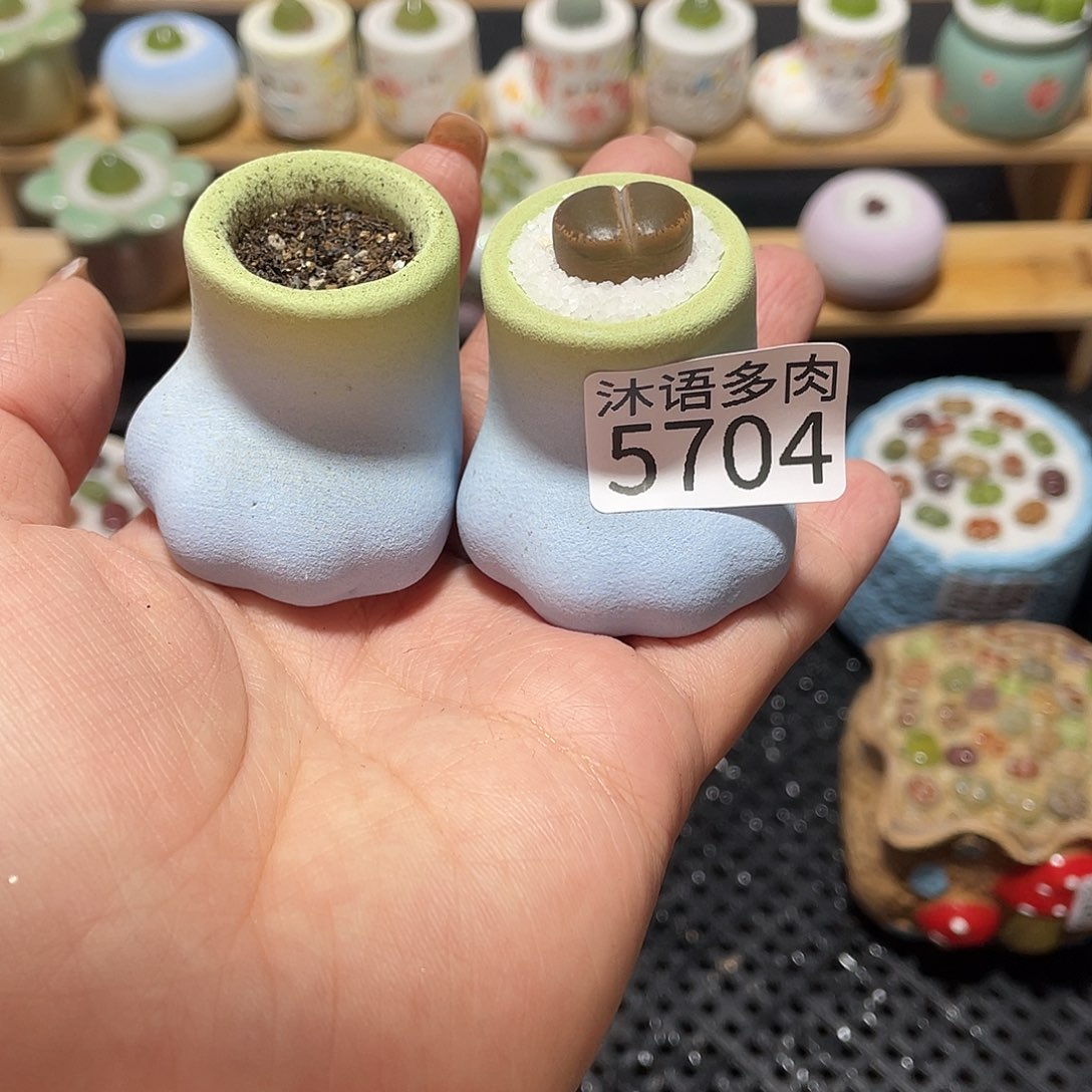 H***R带盆土植物 一物一拍5704