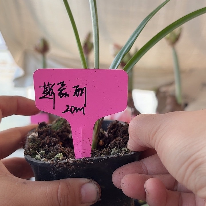 无花朵斯嘉丽铃声朱顶红直径2cm