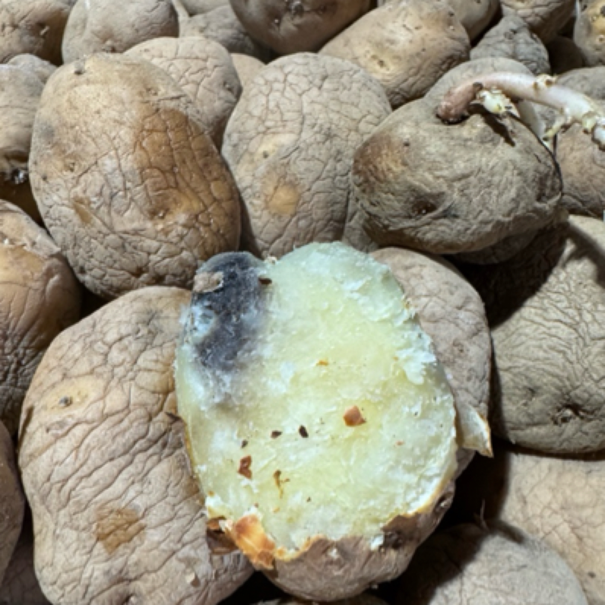 威宁憨包洋芋 带芽发货(黄皮白心干巴洋芋)