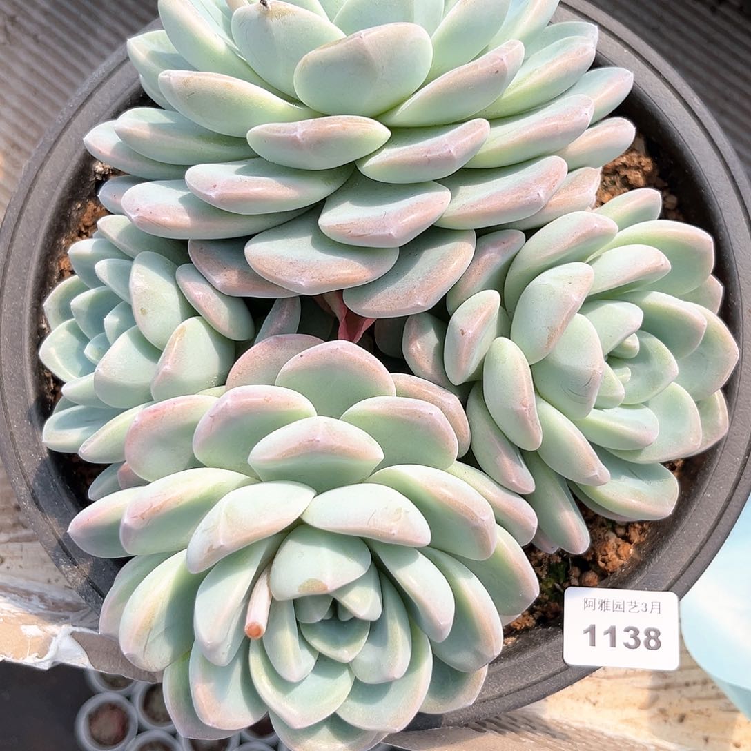 阿雅园艺。    1138