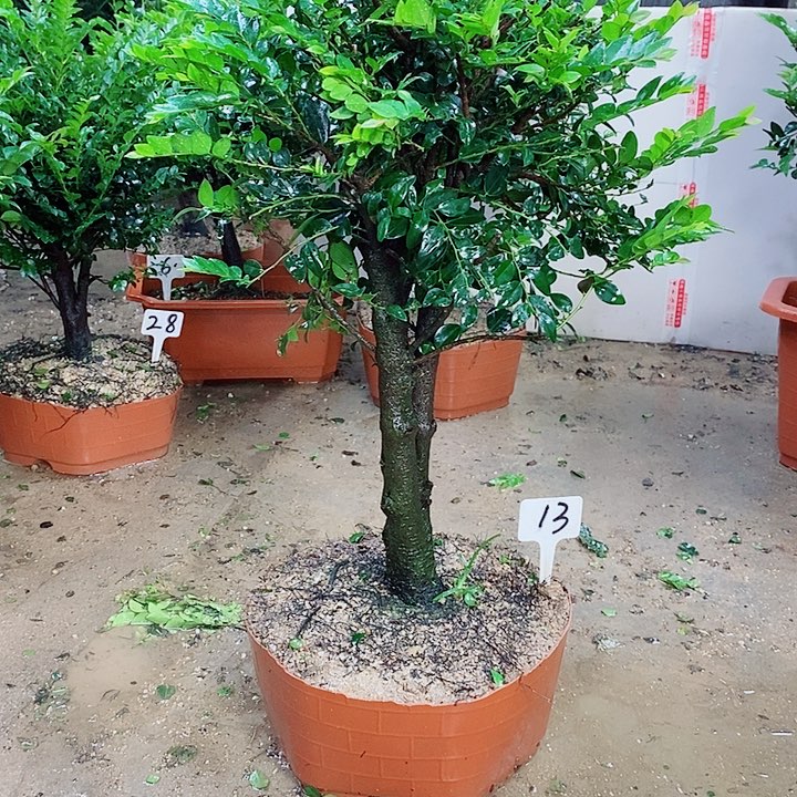 当前无花栽培后可以开花