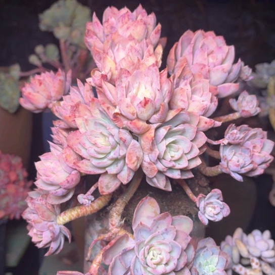 忘*草多肉植物的植物