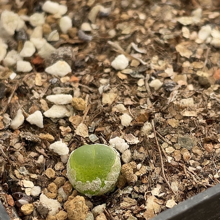 21-6小拉登多肉植物