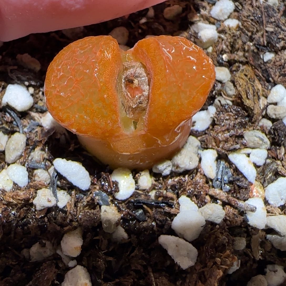 肉锥多肉植物百科-帕法德母本494