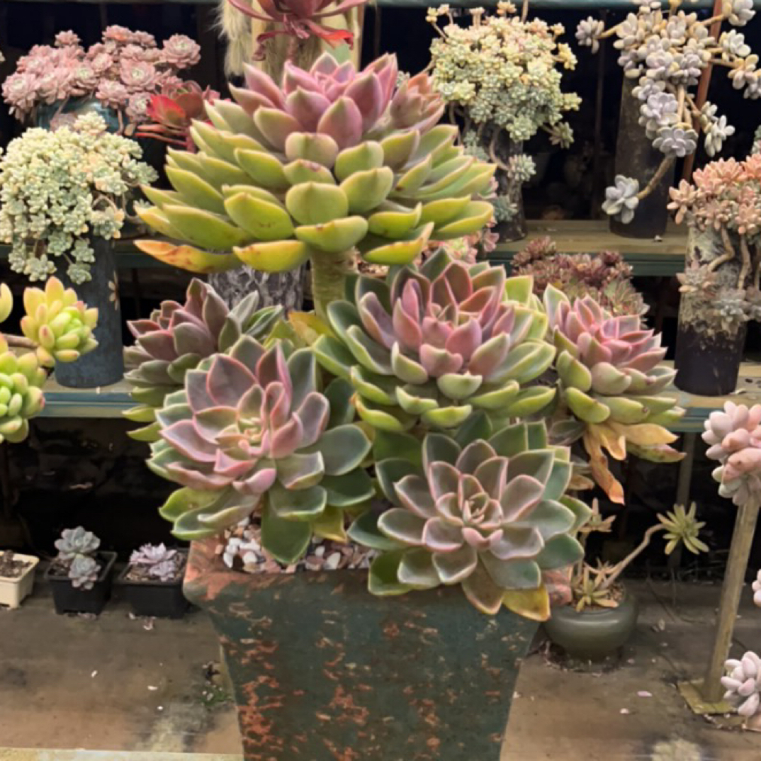 整桩无砍老桩紫气东来