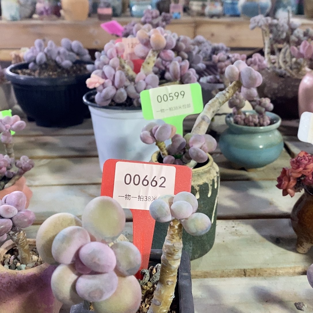 H***璐00662啊对荣看哦哦哦哦哦