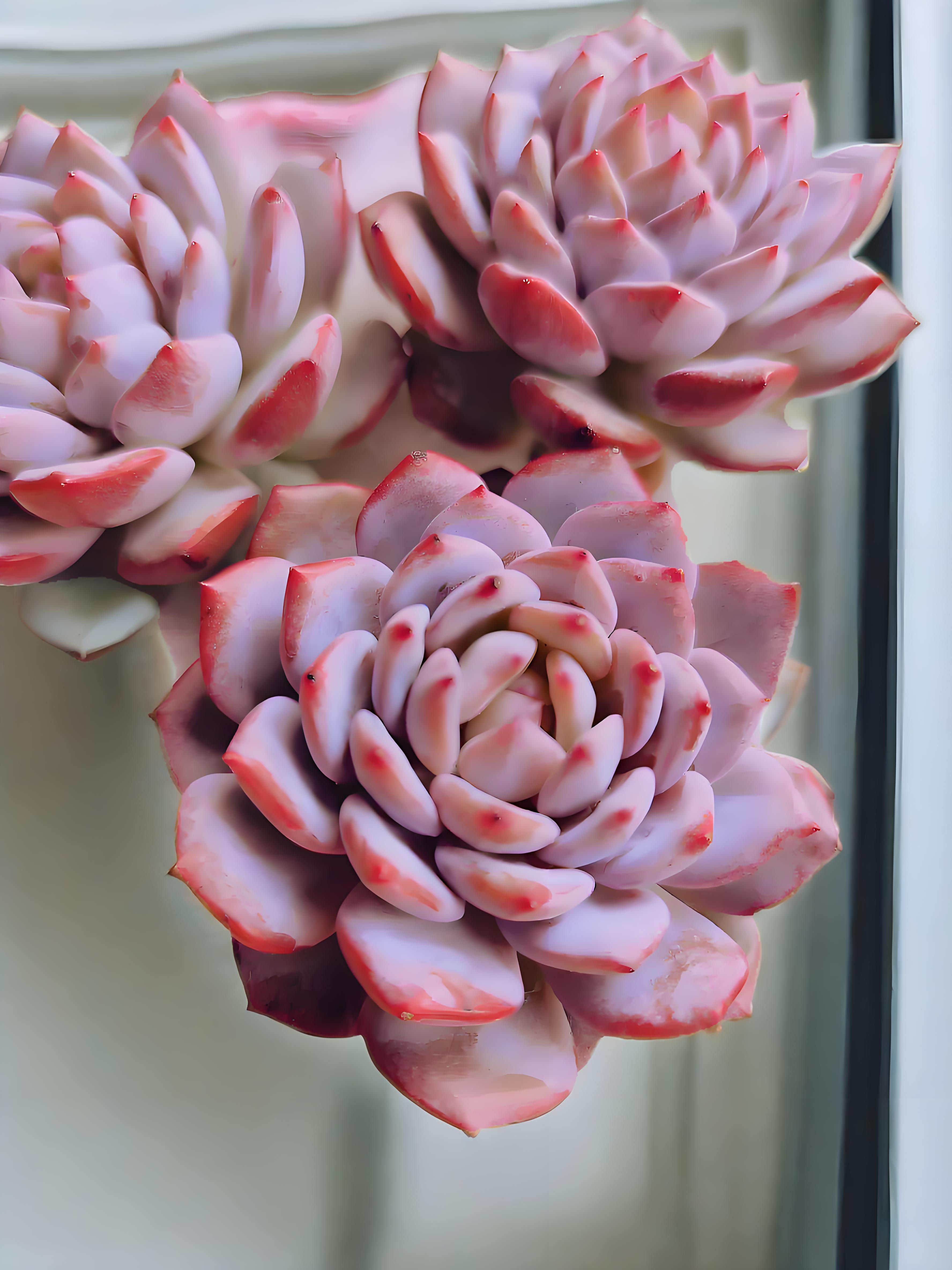 星星橙 亮哥精选 多肉植物绿植盆栽 易养活  