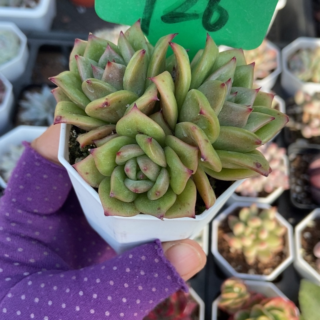 926玛丽亚锦多肉植物