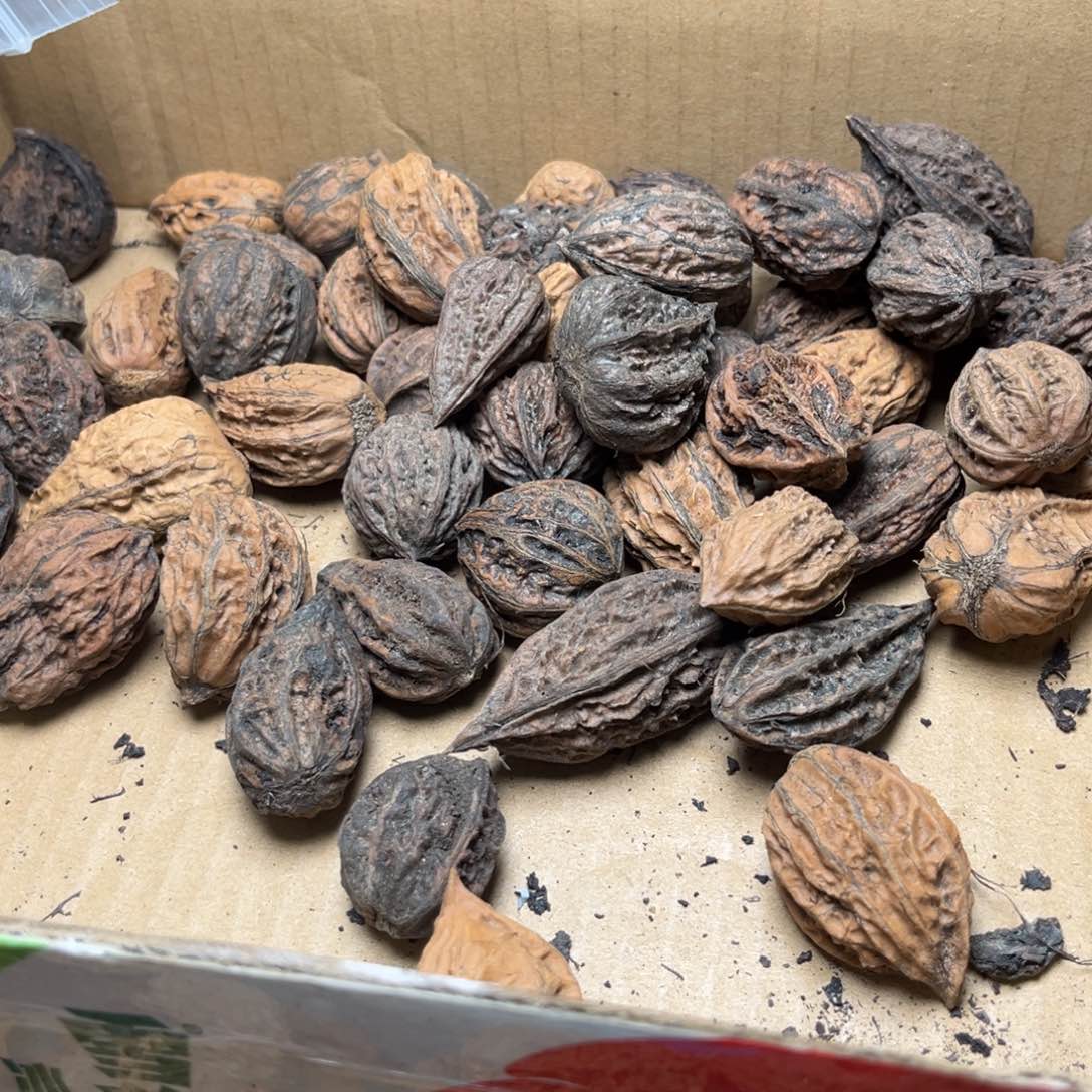 手串文玩核桃大杂烩78 