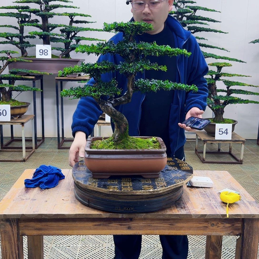 乐***车无花朵珍珠红芽罗汉松造型盆景