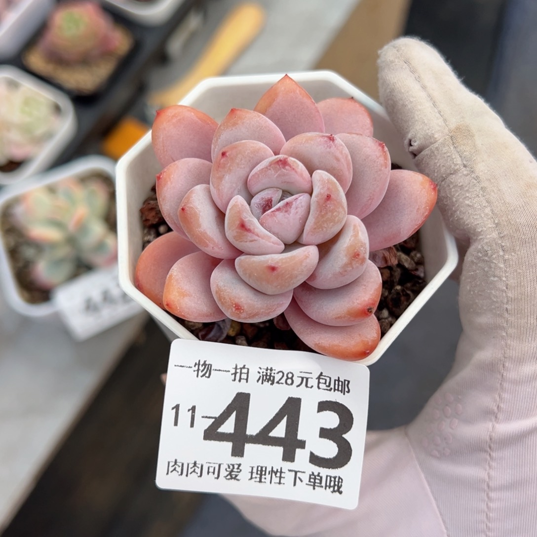 星星雪多肉多肉多肉多肉多肉