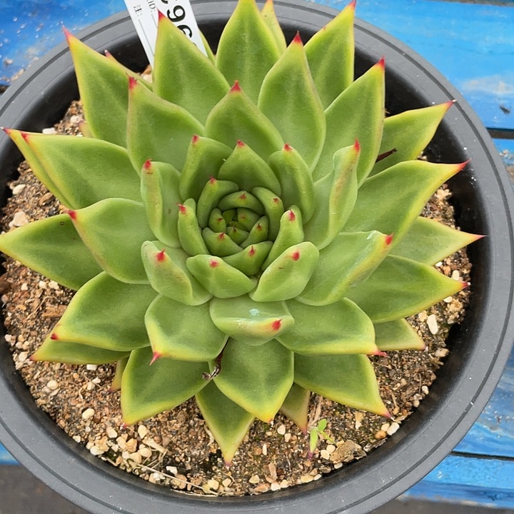 若如东云单拍C962