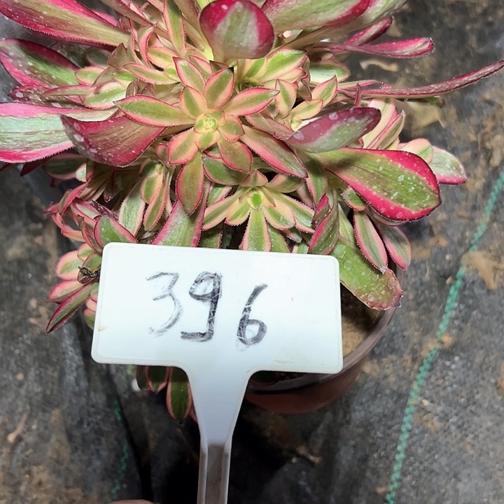 多肉植物组合2个