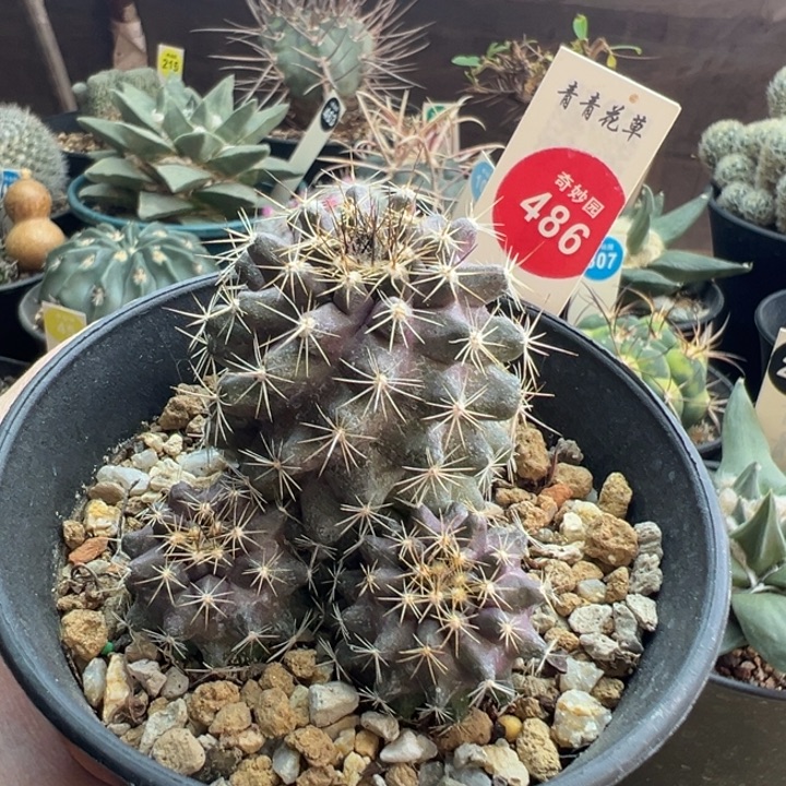 实生龙爪球紫鳞龙群一棵6.3cm