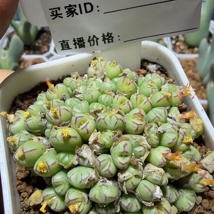 226。多肉植物的生长发育