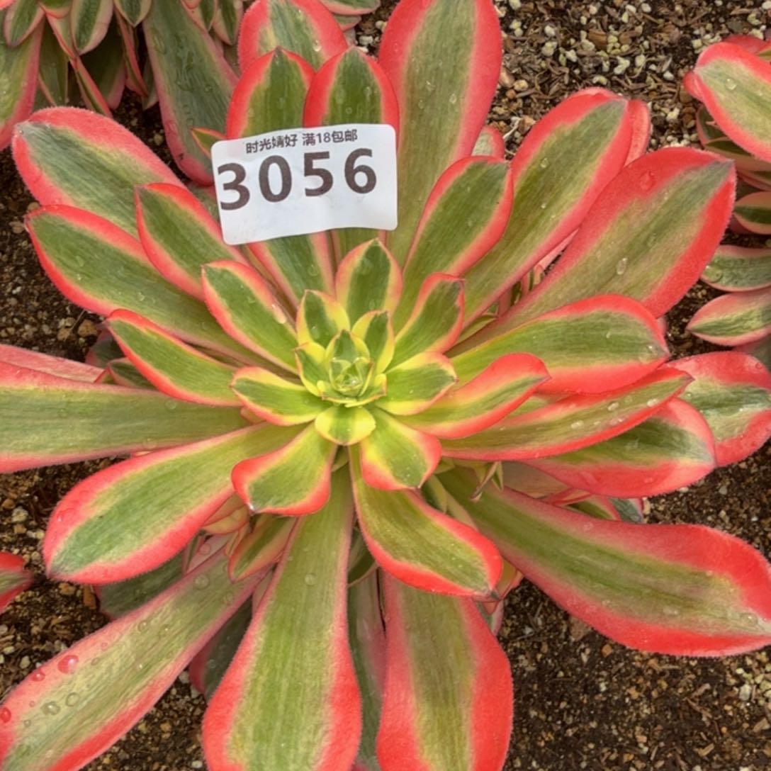 3056桃夭 多肉植物